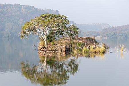 丛林印度印度拉哈斯坦邦国家公园印度美丽的自然图片