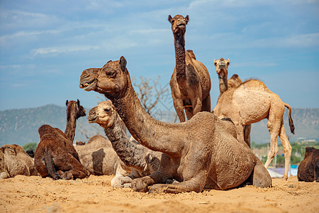 骆驼普什卡博览会,也称为普什卡骆驼博览会或当地,因为卡蒂克梅拉个每年多天的牲畜博览会文化普什卡拉贾斯坦邦,印度图片