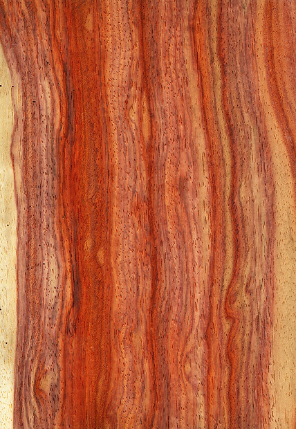 天然木制纹理背景塔库拉伍德图片
