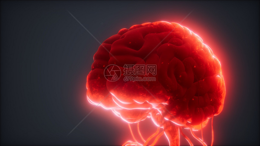 人脑的动画模型图片