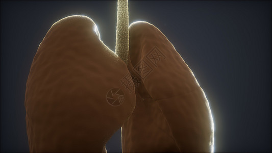 人类肺的三维动画图片