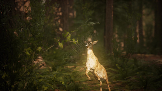极度缓慢的运动鹿跳松林里960菲律宾比索极度缓慢的运动鹿跳松林里图片