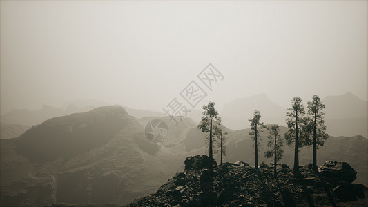 8k雾掩山中的高林图片