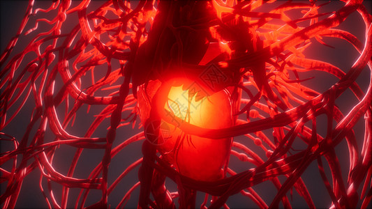 血管系统心脏图片