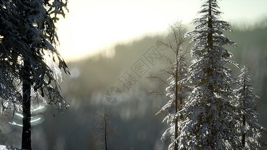 山林中灿烂的圣诞景象五颜六色的冬季日出图片