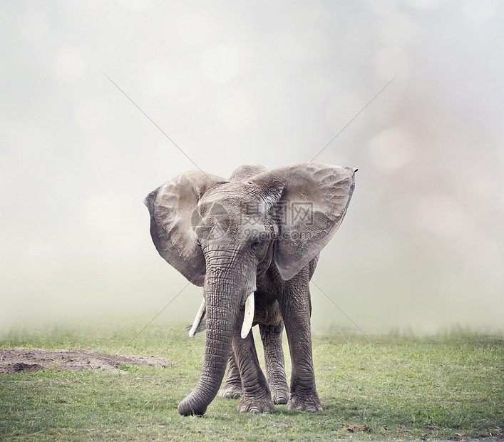 非洲大象草原上行走图片