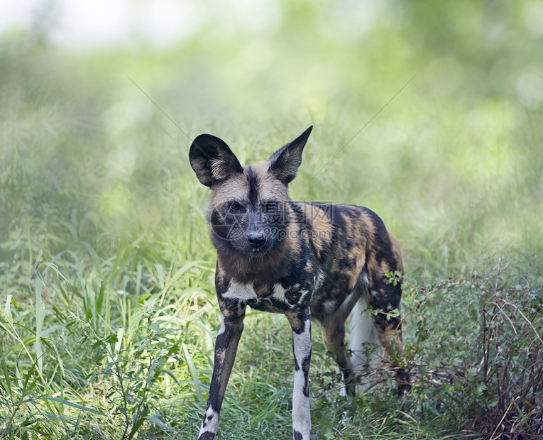 非洲野狗又称非洲狩猎或非洲彩绘狗图片
