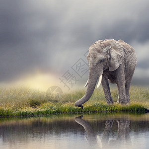 非洲大象日落时靠近水,有倒影图片