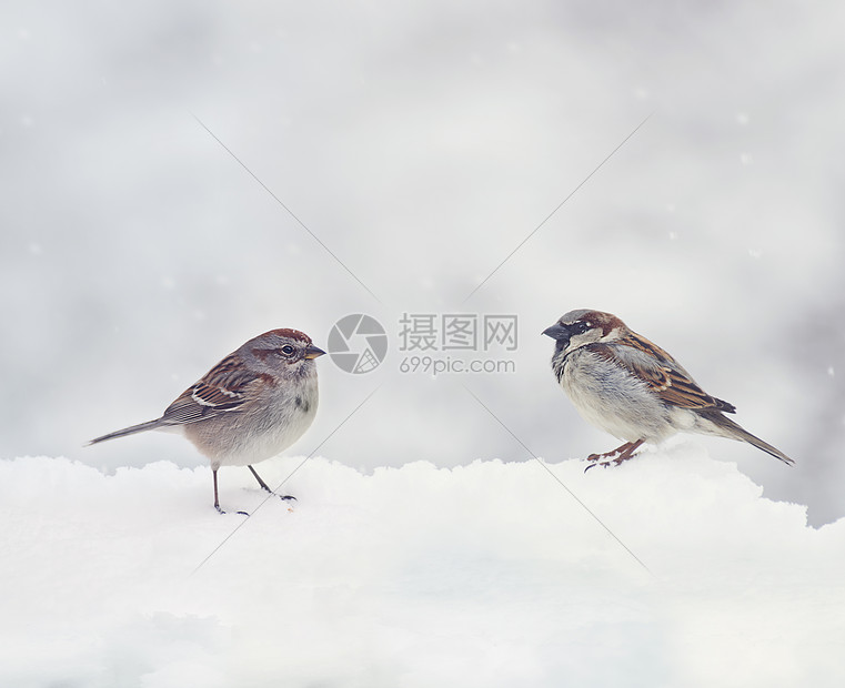 冬天有两只麻雀雪地上图片