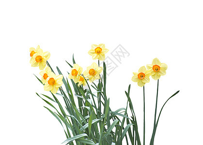 白色背景上分离的黄色郁金香花图片
