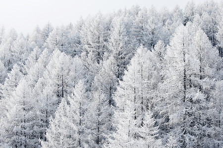 冬季景观与雪山森林覆盖的树木冬季景观与森林图片