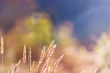 鲜花草地上阳光明媚的天美丽的自然背景山高清图片素材