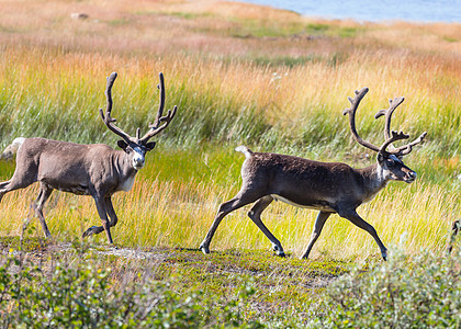 夏季挪威的驯鹿图片