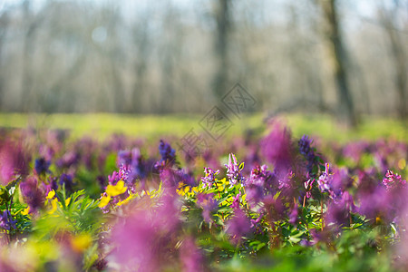 春天森林里的野花草地春天的自然背景图片