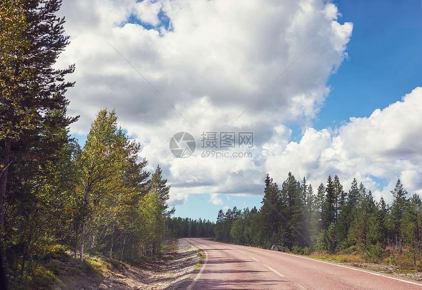 夏天森林里的路图片