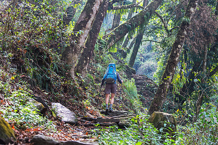 喜马拉雅丛林里的徒步旅行者,尼泊尔,坎肯琼加地区图片