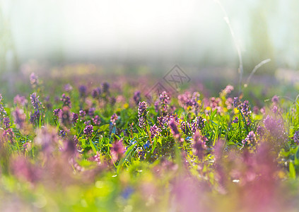 森林里美丽的春花季节自然背景图片