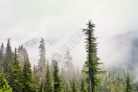 神奇的薄雾森林美丽的自然景观图片