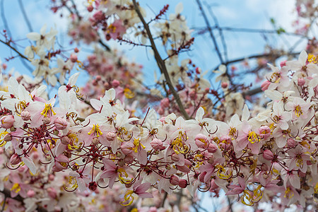 决明子瘘管树美国夏威夷春季开花美丽的自然春天背景图片