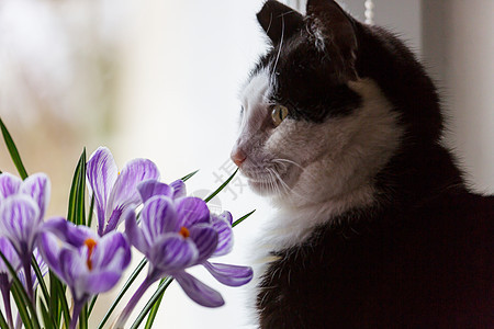 猫闻花春天的图片