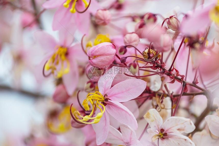 决明子瘘管树美国夏威夷春季开花美丽的自然春天背景图片