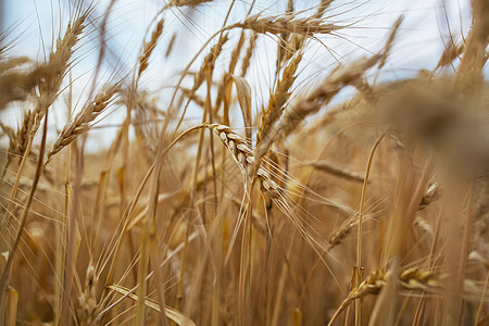 麦田,特写镜头成熟的小麦穗长大自然上背景图片