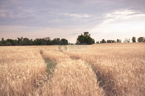 黄色麦田乡村景观图片