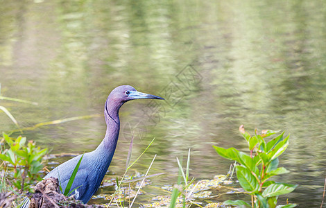 蓝鹭,佛罗里达州,美国大沼泽地公园自然野生动物野生动物狩猎鸟观看图片