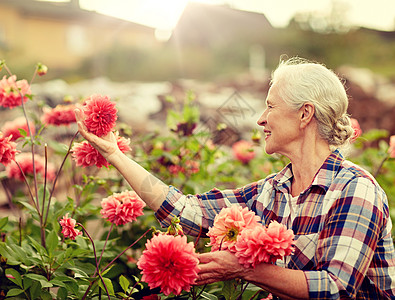 农业,园艺人的快乐的高级妇女与鲜花盛开夏季花园夏天花园里带花的高级女人图片