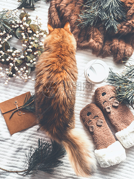 姜猫检查冬天的东西冷杉树枝,有趣的小猫袜子,花环,毛皮毯子舒适的冬天甜蜜的家庭场景上面的风景圣诞快乐I图片