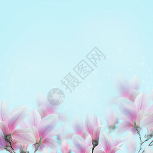 可爱的玉兰花蓝色的背景上开花春季自然图片