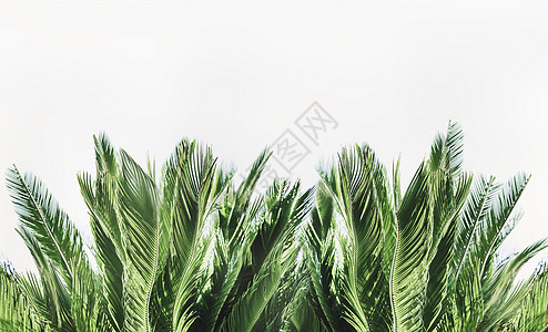 热带棕榈叶边缘白色背景图片