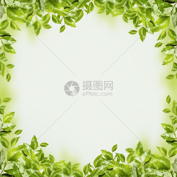 美丽的框架或覆盖用绿叶树枝春夏自然背景布局图片