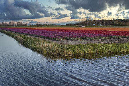 清理荷兰的郁金香欧洲图片