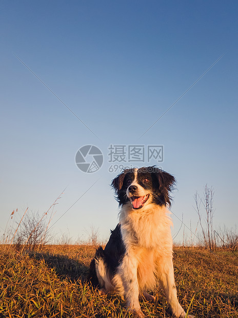 只微笑的边境牧羊犬的垂直肖像摆着快乐的姿势,张着嘴的表情,坐片干燥的草地上,清澈的蓝天下美丽的黄昏场景与宠物大自然图片