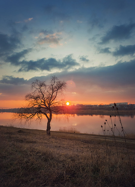 田园诗般的日落景象,草原景观垂直照片与棵光秃秃的柳树干涸的草地上靠近池塘寂静的夜晚心情,乡村背景图片