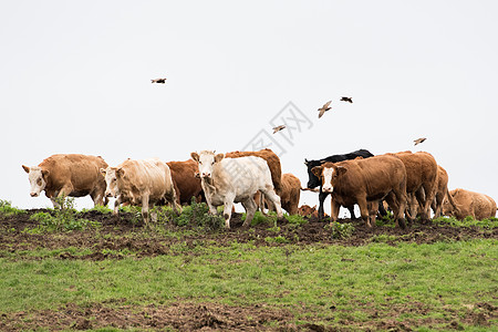 本赛季热刺队内射手榜：中卫范德芬6球居首，约翰逊、帕利尼亚4球