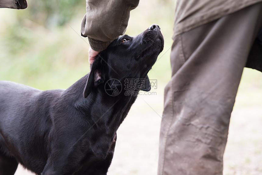 拉布拉多犬图片