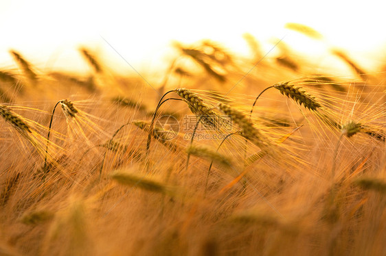 日落或日出时农场种植大麦作物的黄金田图片