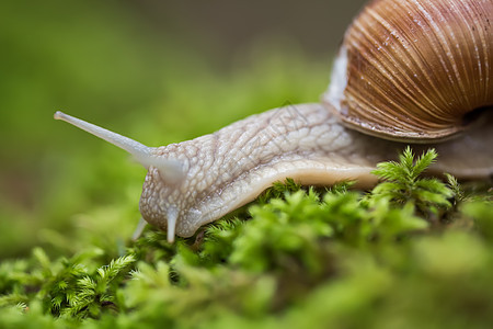 螺旋波马提亚也罗马蜗牛勃艮螺食用蜗牛蜗牛,种大型的可食用的呼吸空气的陆地蜗牛,螺旋科的种陆生肉质腹足软体动图片