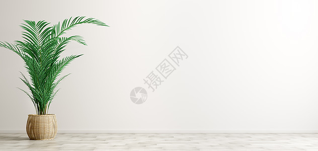 空房间内部背景,篮子植物盆栽与棕榈白色墙壁3D渲染图片