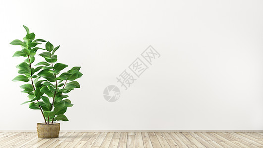 空的内部背景,房间白色墙壁,花瓶与植物3D渲染图片