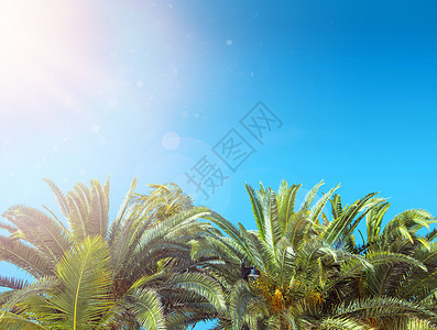 热带平原树晴朗的蓝天上背景图片