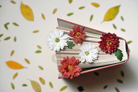 秋天静物与开放的书菊花图片
