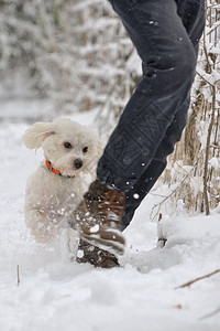 马耳他狗雪地里跑,少年冬天的公园里跑图片