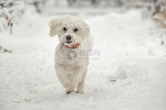 马耳他狗冬天的公园里雪地里奔跑图片