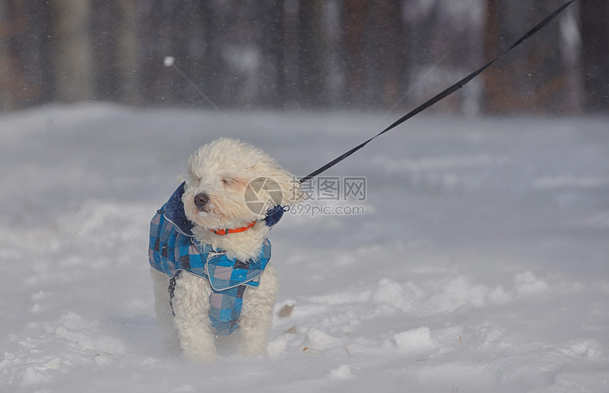 森林暴风雪中的马耳他狗图片