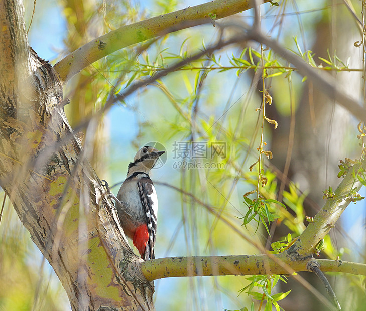 雄大斑啄木鸟树枝科主要树上早午餐图片