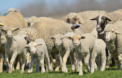 日落场上的羊群羔羊图片