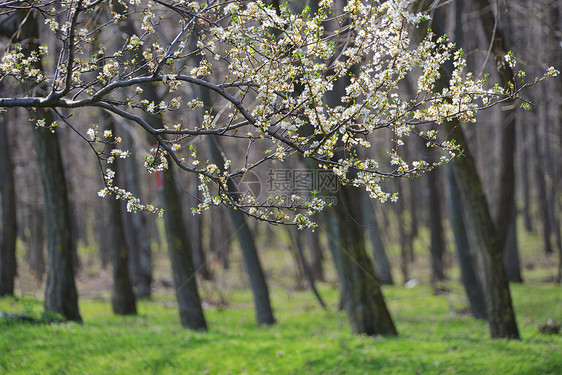 特写春花盛开的树早午餐森林里图片